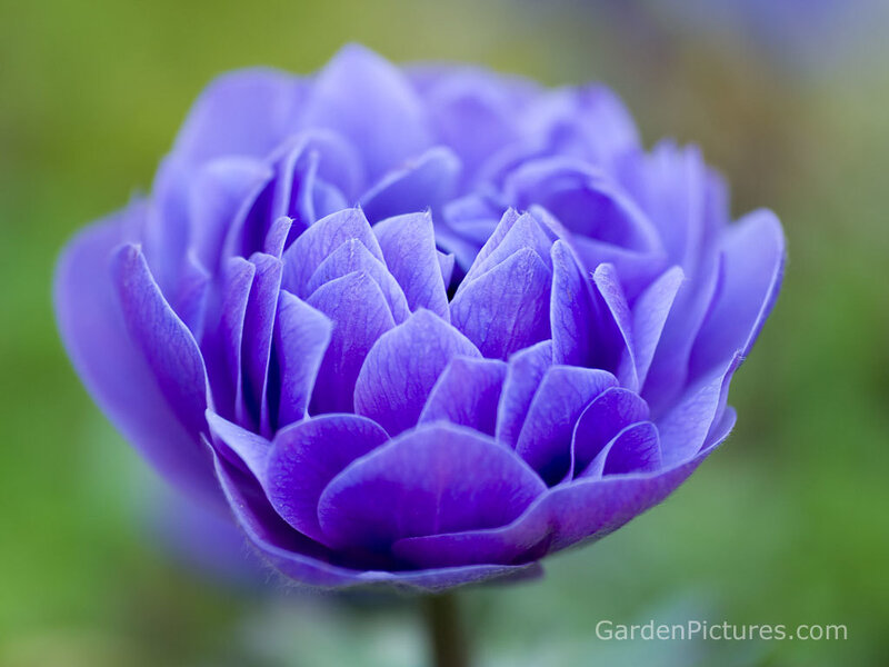 purple anemone flower