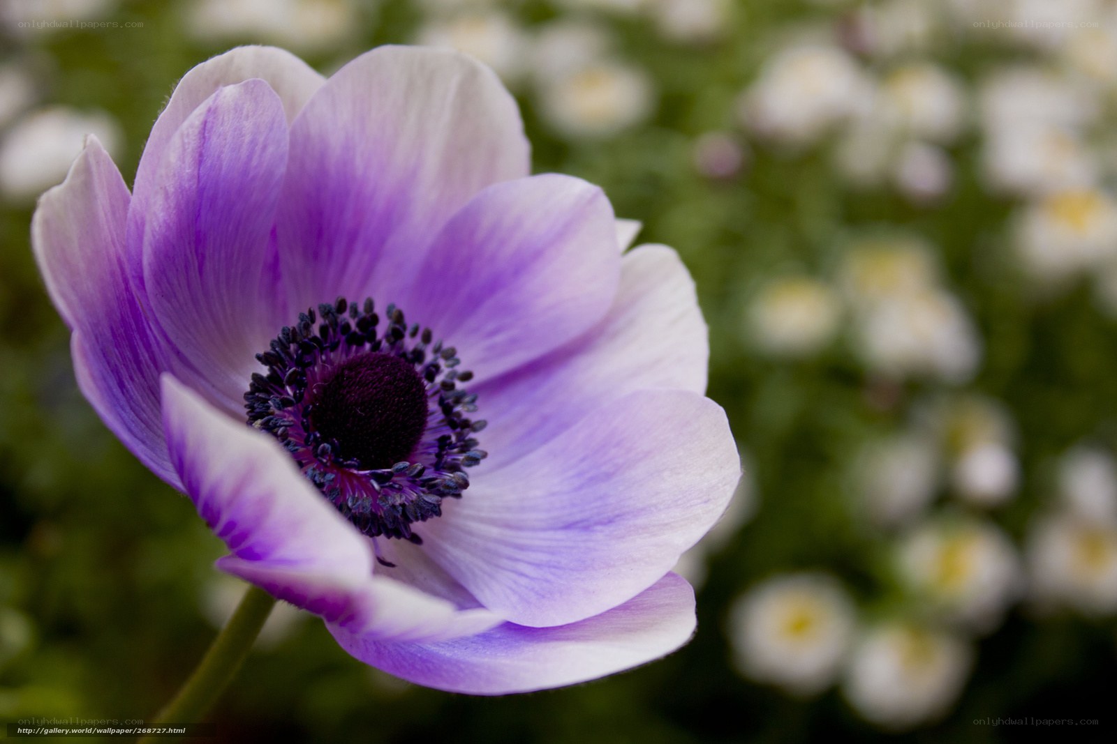 Purple anemone flower