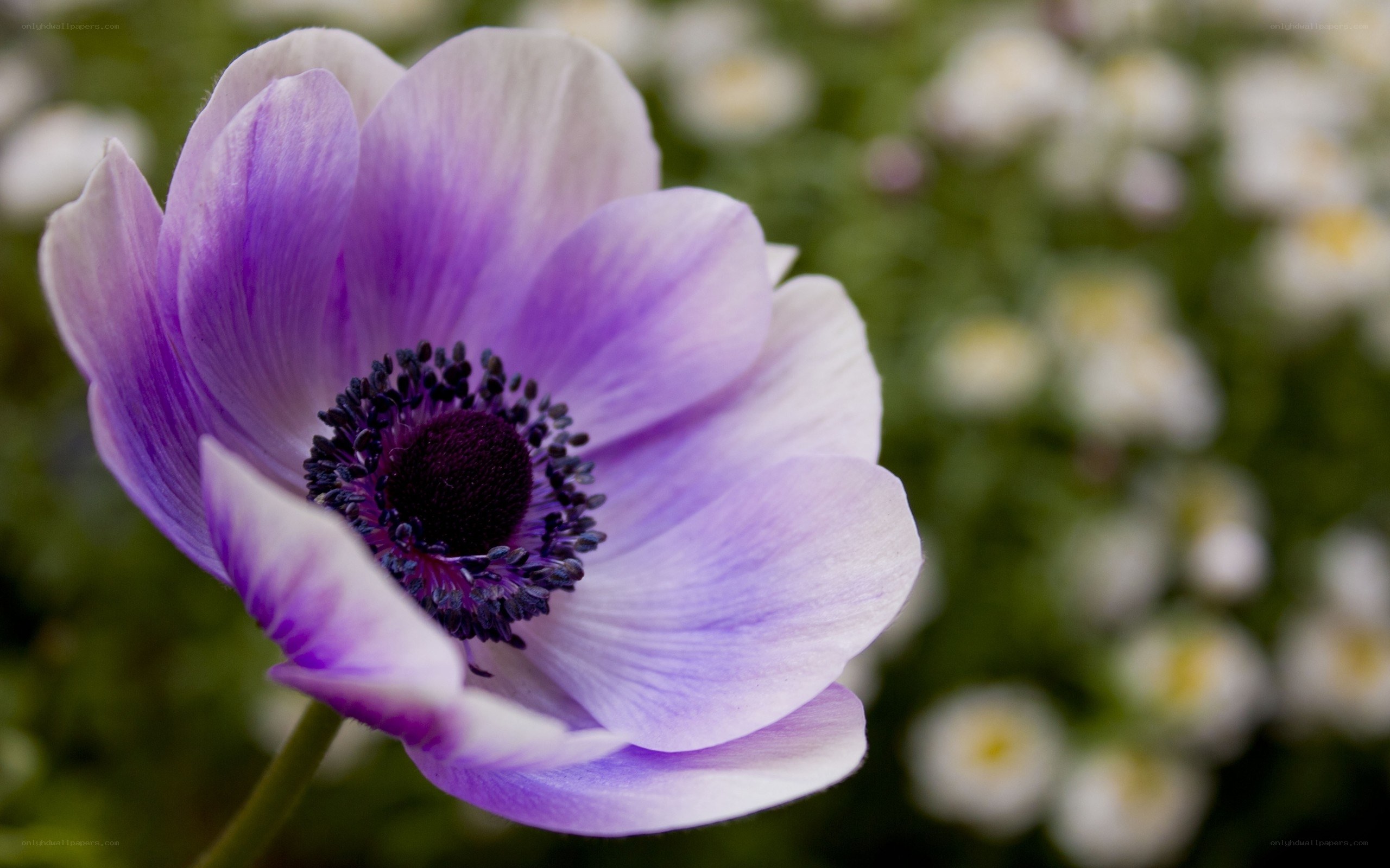 purple anemone flower