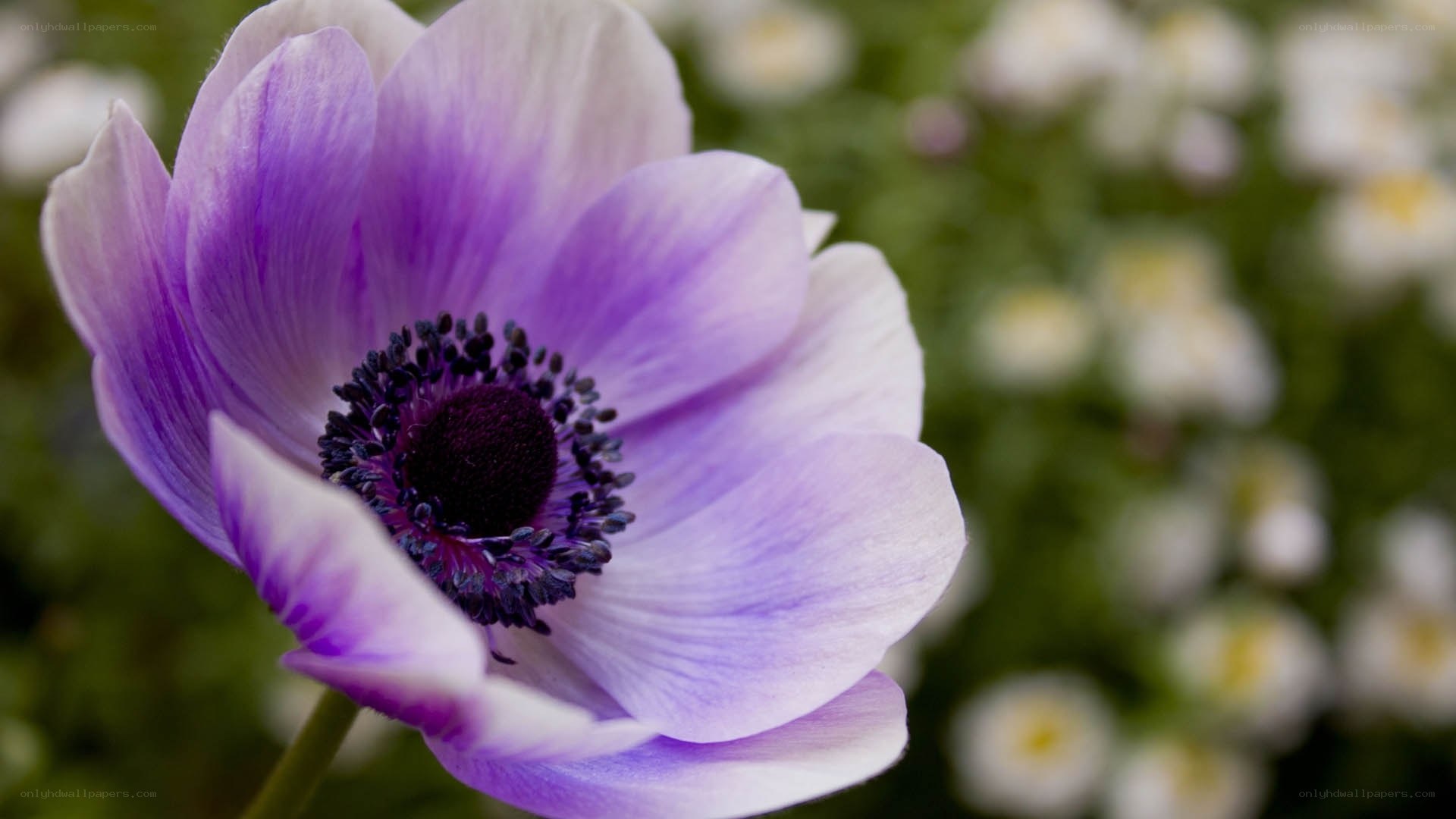 purple anemone flower