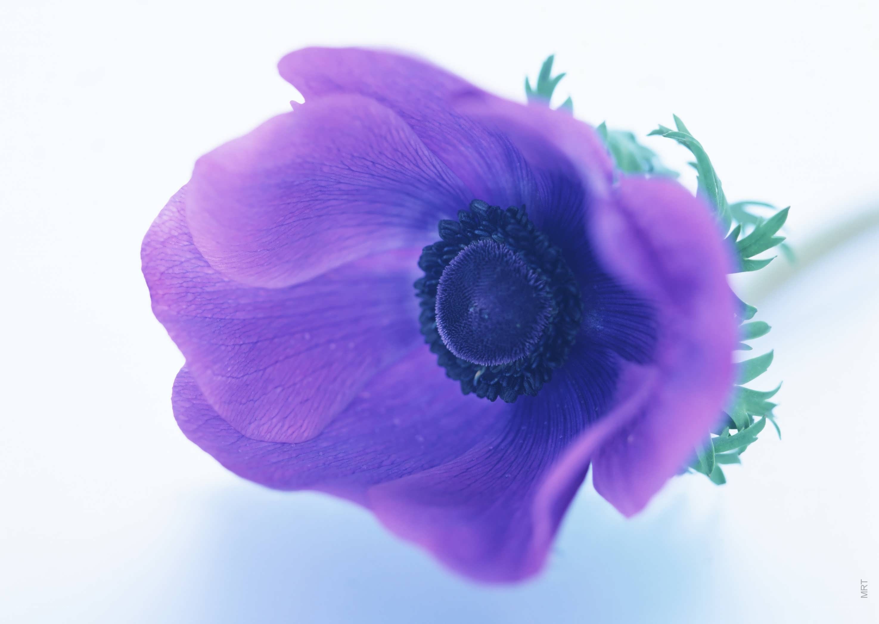 purple anemone flower