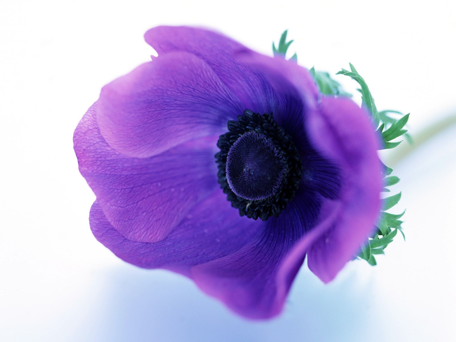 Purple anemone flower