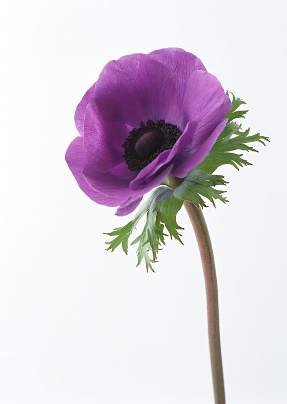 purple anemone flower