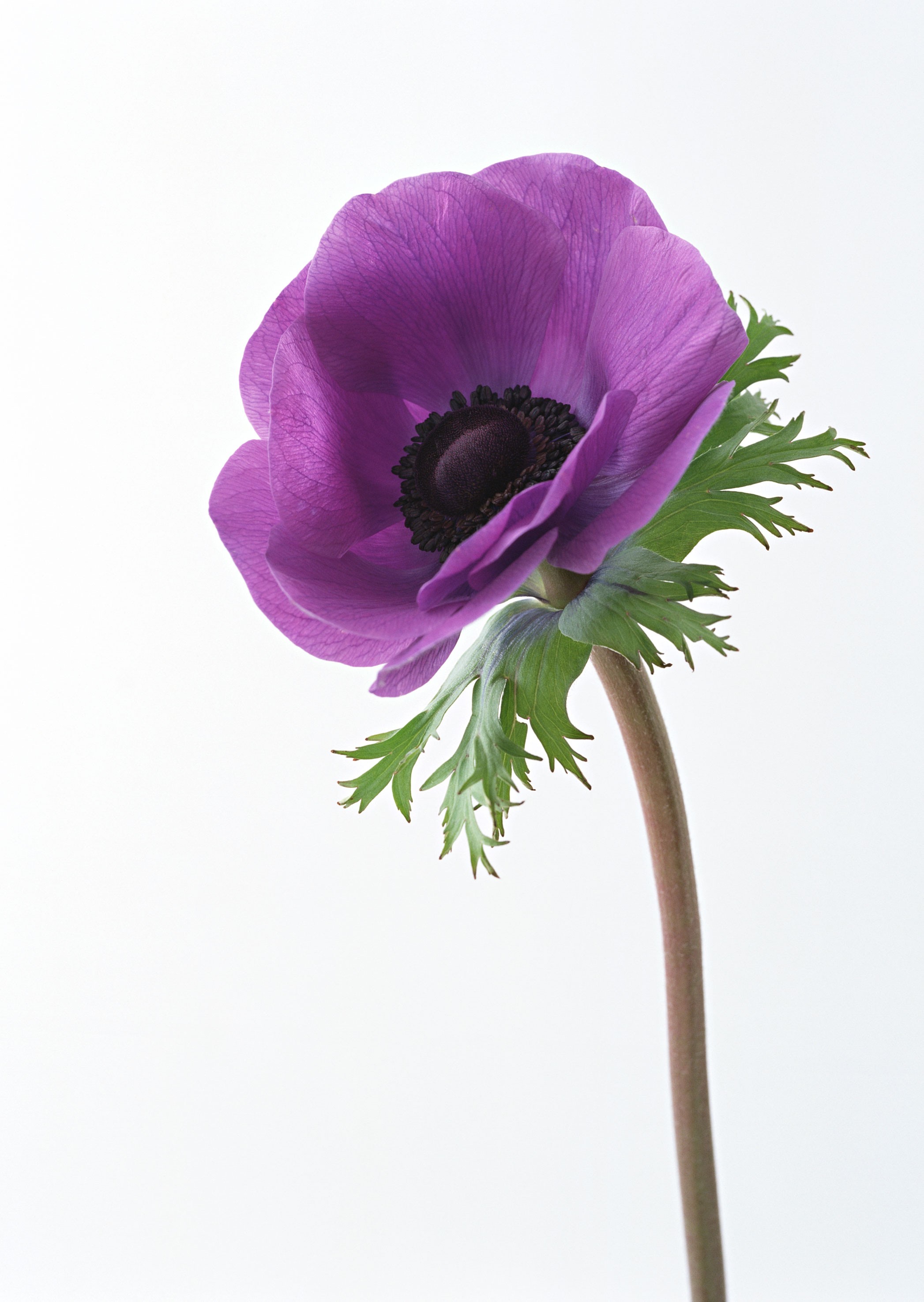 purple anemone flower