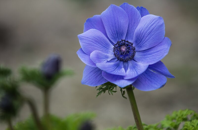 Purple Anemone Flower — Blue, Calm