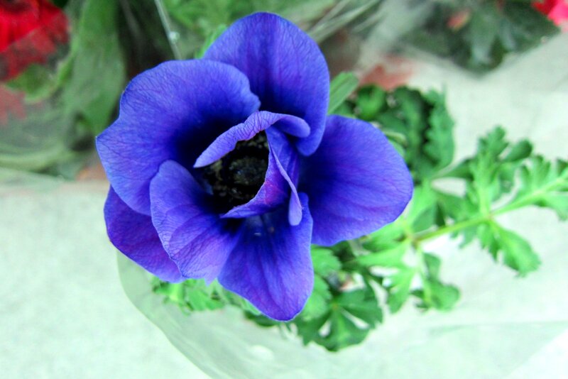 Purple Anemone Flower — Blue