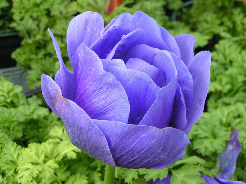 Purple Anemone Flower — Calm, Afternoon