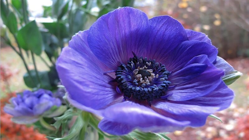 Purple Anemone Flower — Calm, Autumn