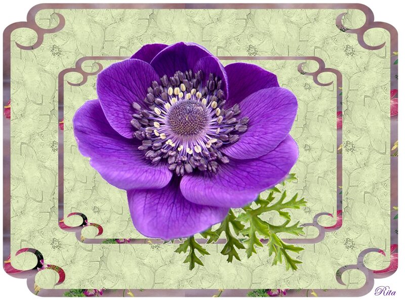 Purple Anemone Flower — Calm, Photograph, Green Leaves