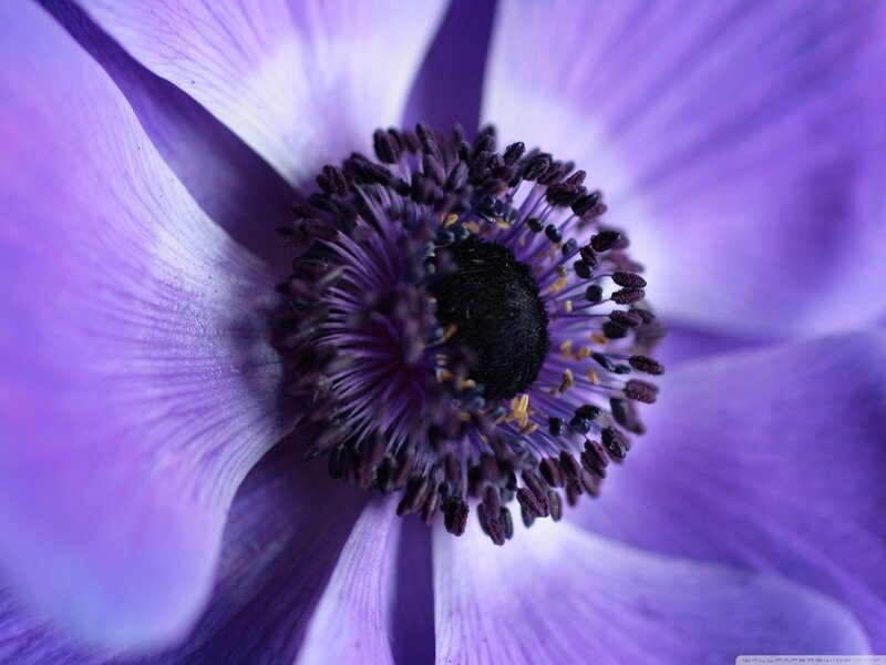 Purple Anemone Flower — Calm, Photograph, Petals, Stamen, Center