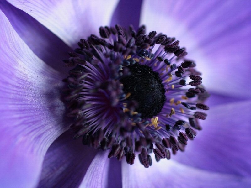 Purple Anemone Flower — Calm, Photograph, Petals, Stamen