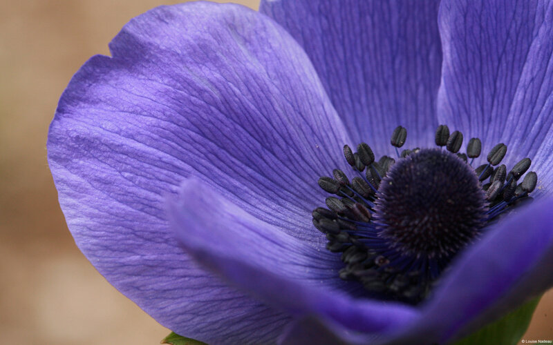 Purple Anemone Flower — Calm, Photograph, Petals