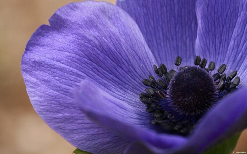 Purple Anemone Flower — Calm, Photograph