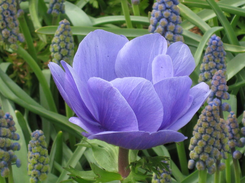 Purple Anemone Flower — Calm, Spring, Photograph