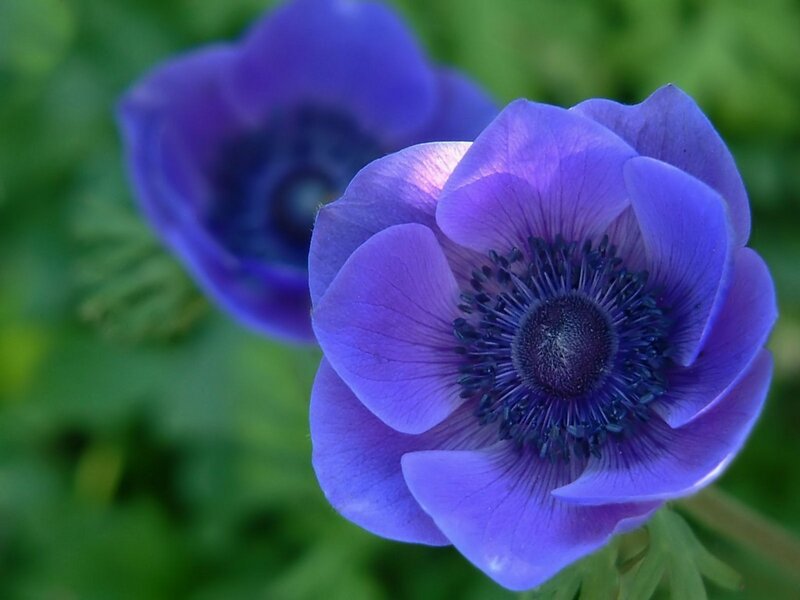 Purple Anemone Flower — Calm, Spring