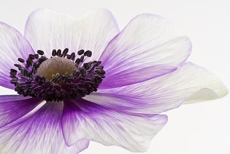Purple Anemone Flower — Calm