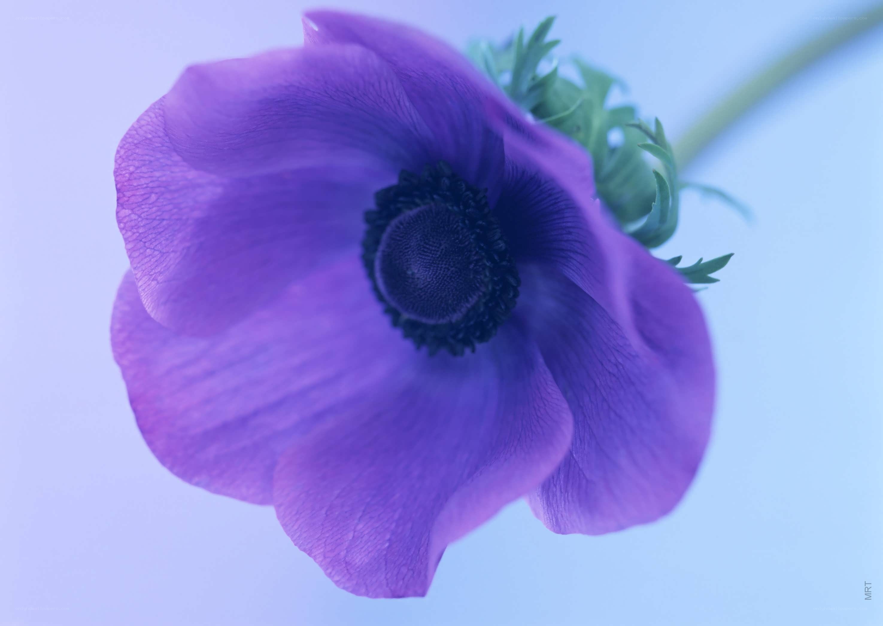 purple anemone flower close-up