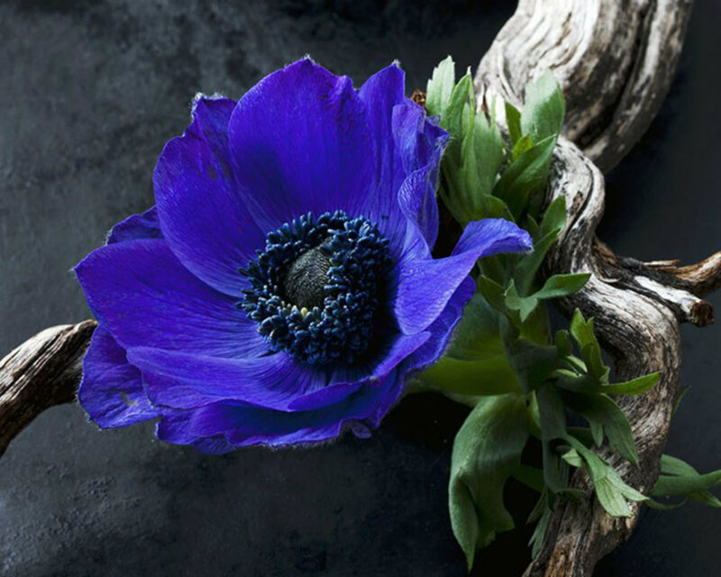 Purple Anemone Flower — Dramatic, Photograph, Driftwood