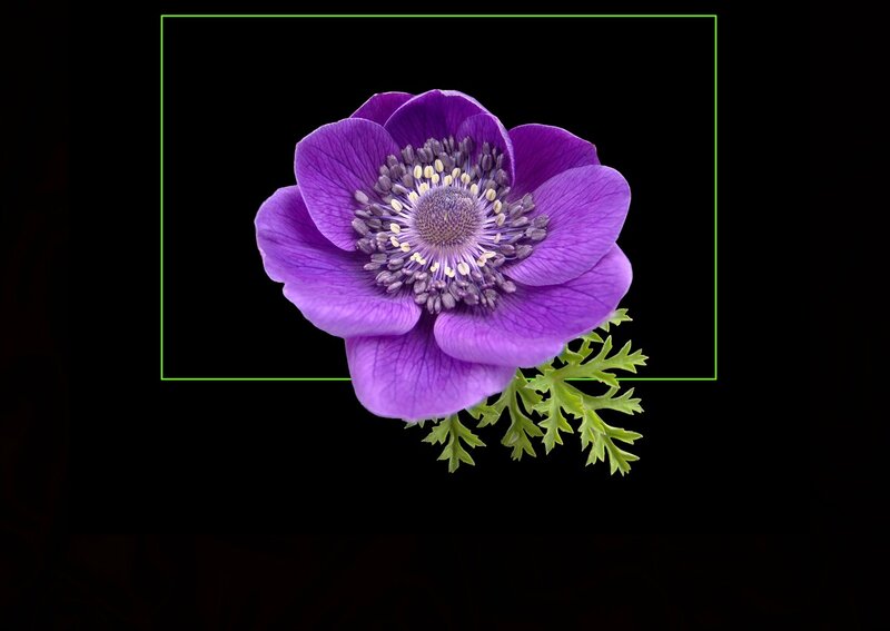 Purple Anemone Flower — Dramatic, Photograph