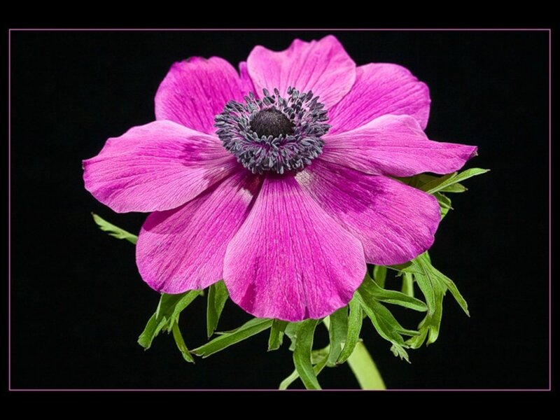 Purple Anemone Flower — Dramatic