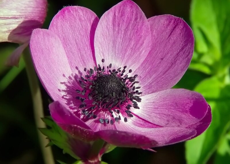 Purple Anemone Flower — Natural