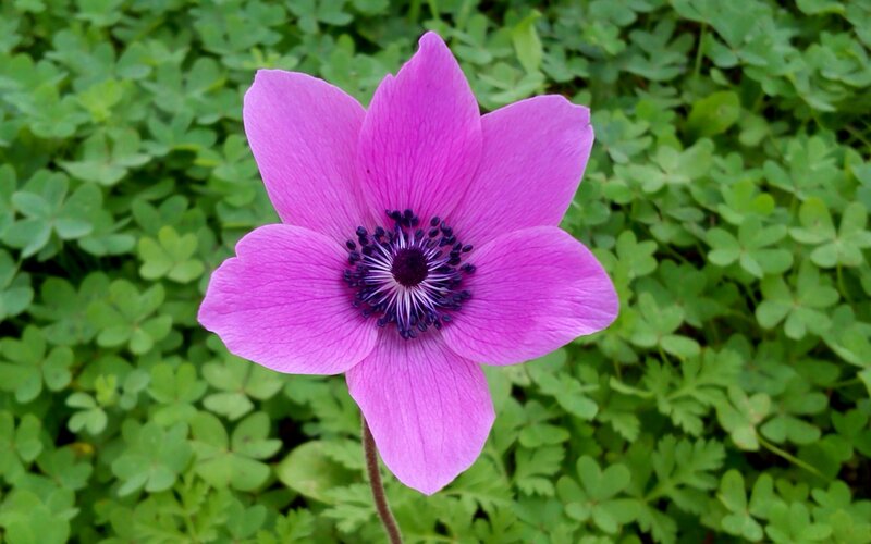 Purple Anemone Flower — Pink, Calm