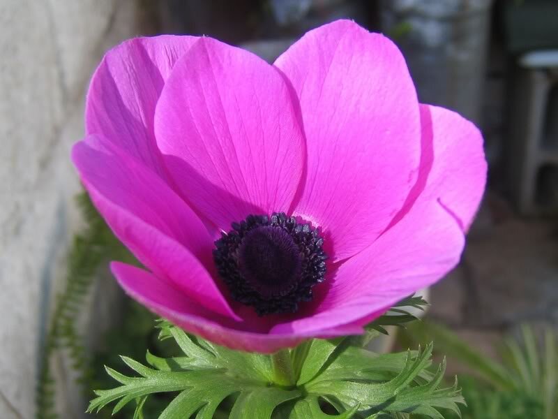 Purple Anemone Flower — Pink