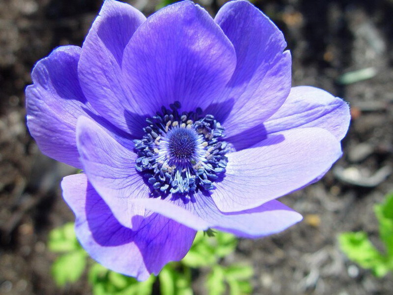 Purple Anemone Flower — Serene, Afternoon