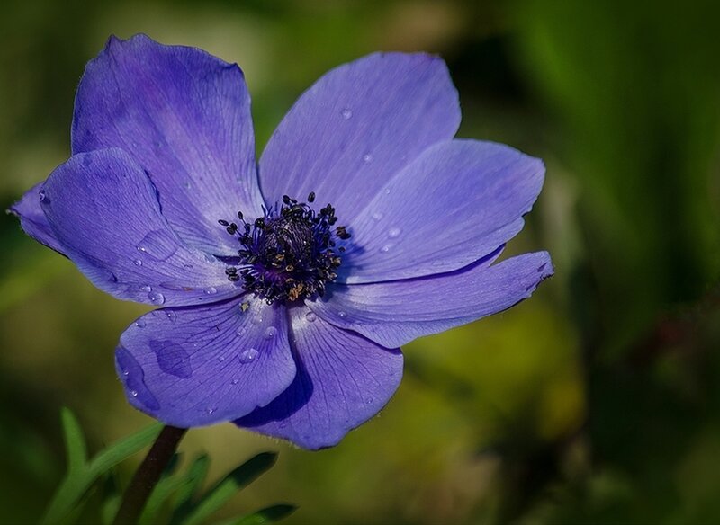 Purple Anemone Flower — Serene, Morning