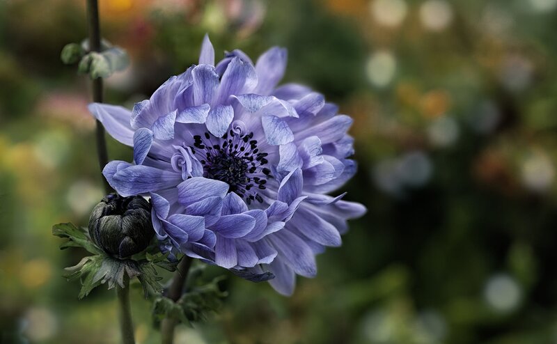 Purple Anemone Flower — Serene, Photograph, Bud