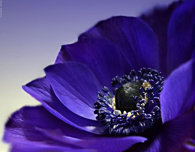 Purple Anemone Flower — Serene, Photograph, Petals, Center