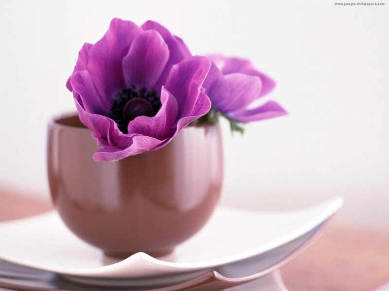 Purple Anemone Flower — Serene, Photograph