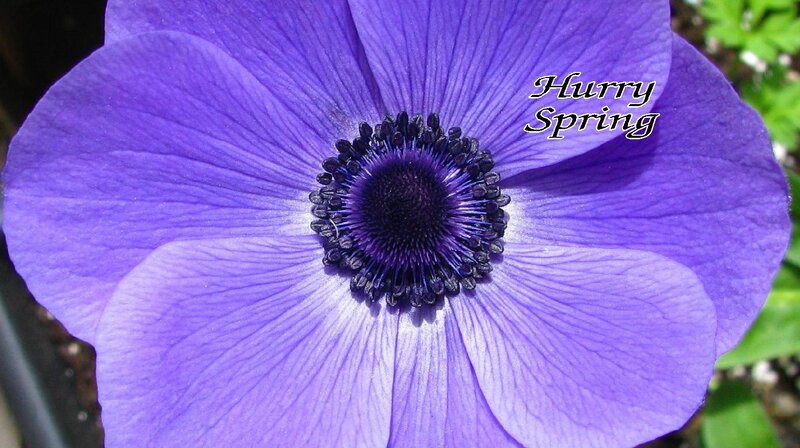 Purple Anemone Flower — Serene, Spring, Photograph, Green Leaves
