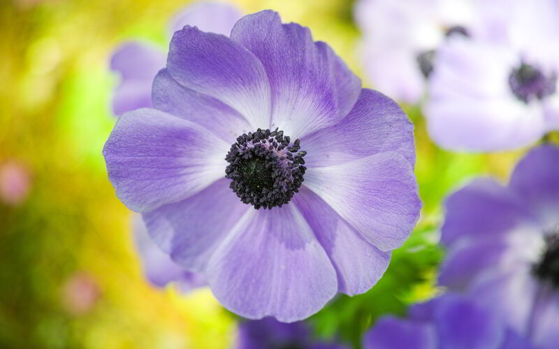 Purple Anemone Flower — Serene, Spring, Photograph, Petals