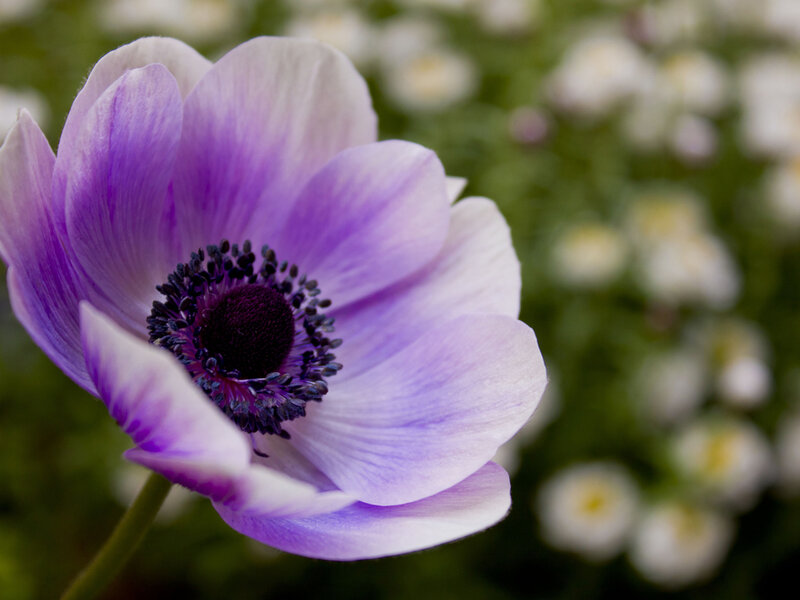 Purple Anemone Flower — Serene, Spring, Photograph