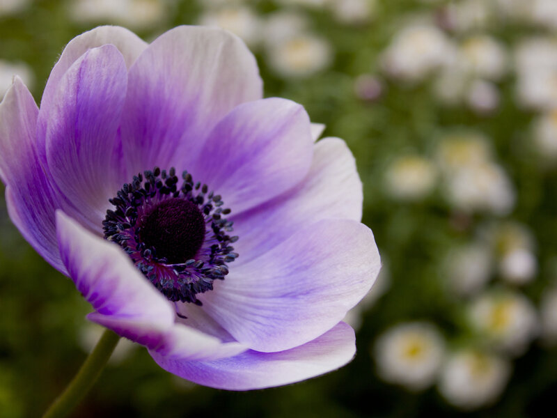 Purple Anemone Flower — Serene, Spring