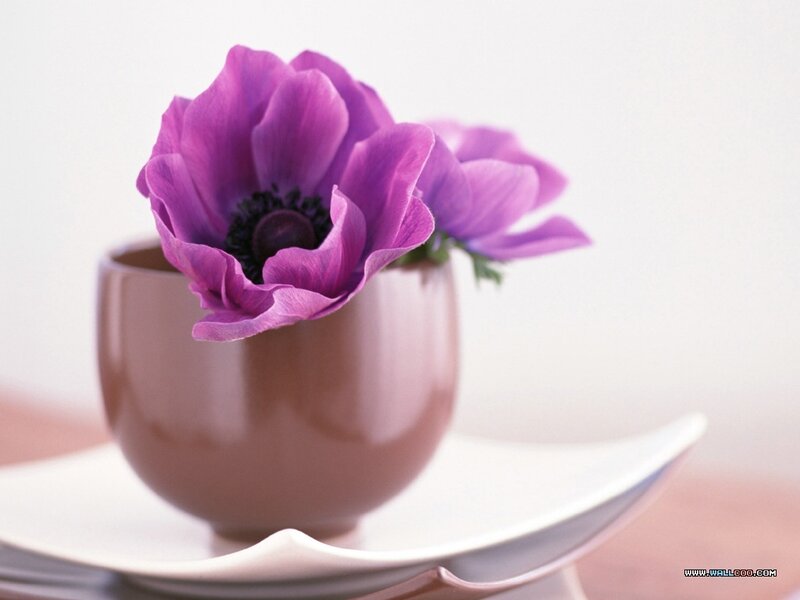 Purple Anemone Flower — Serene