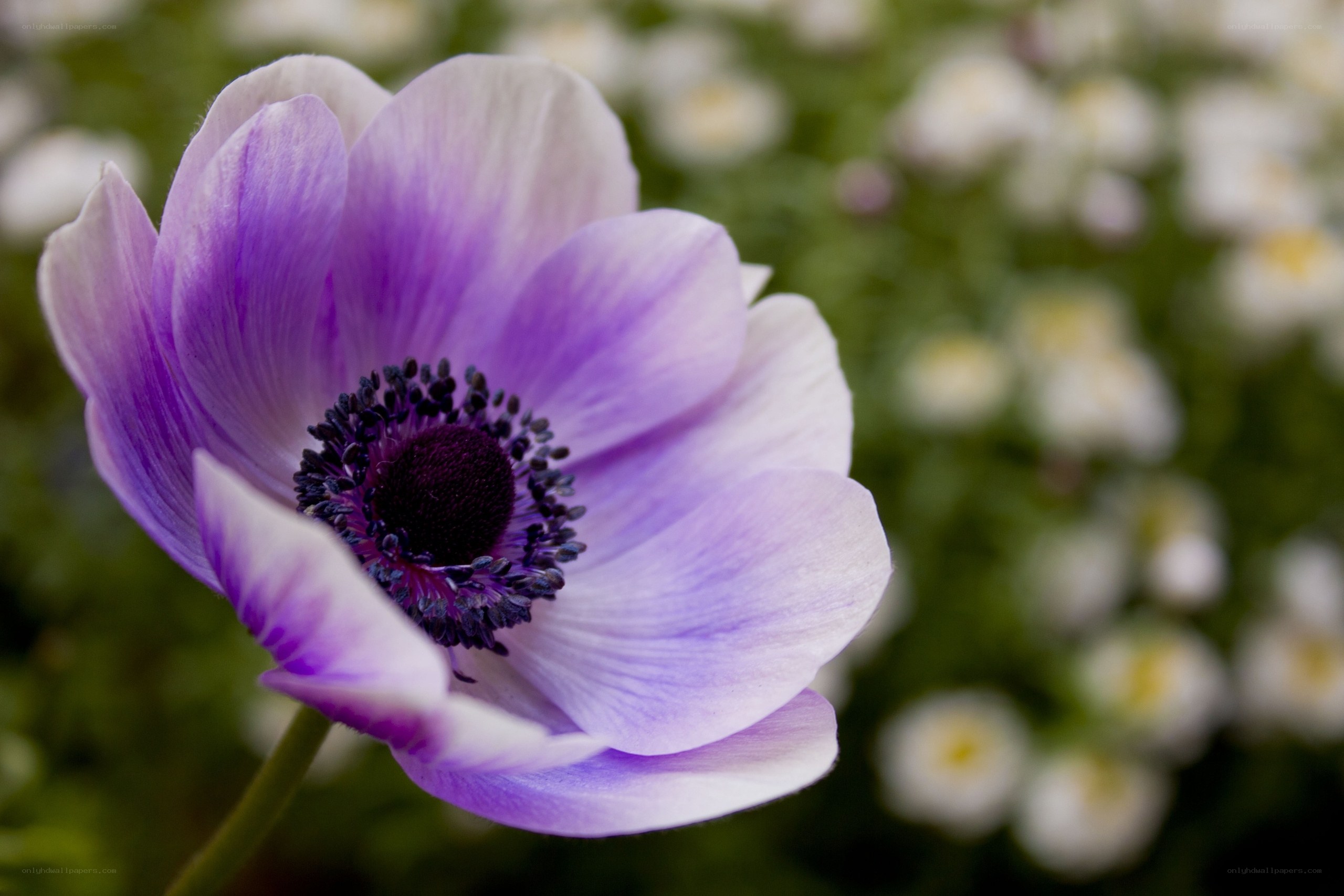 purple anemone flower