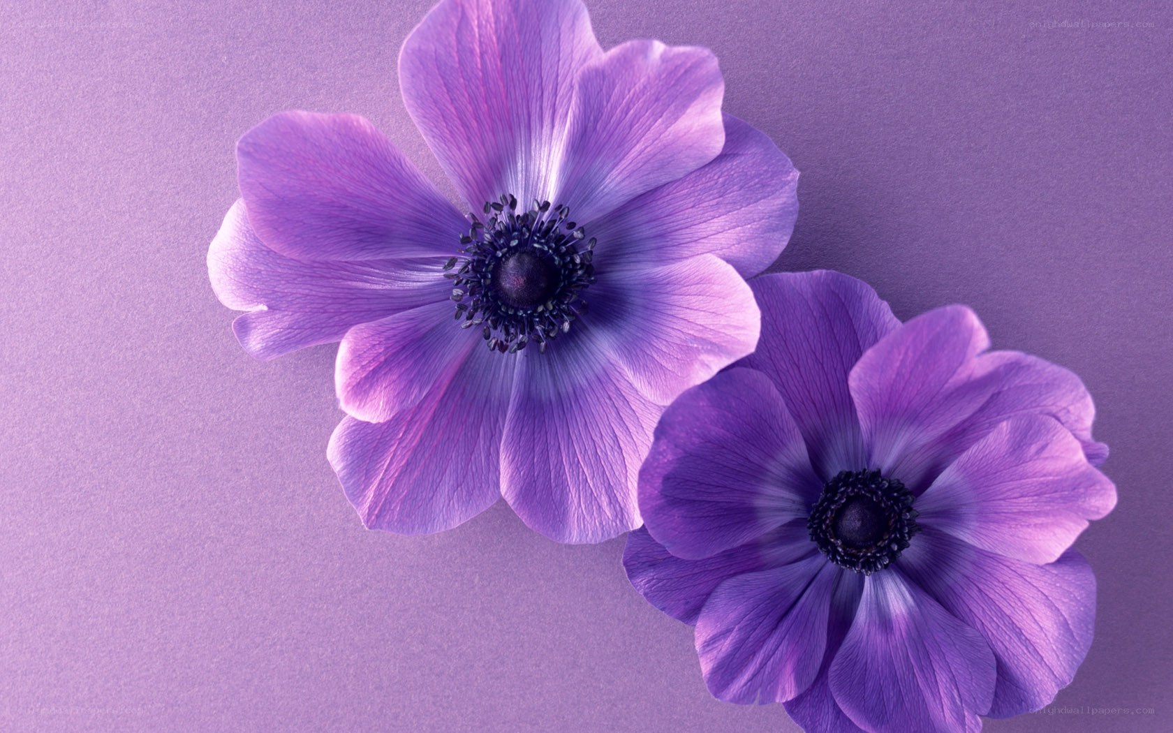 purple anemone flowers
