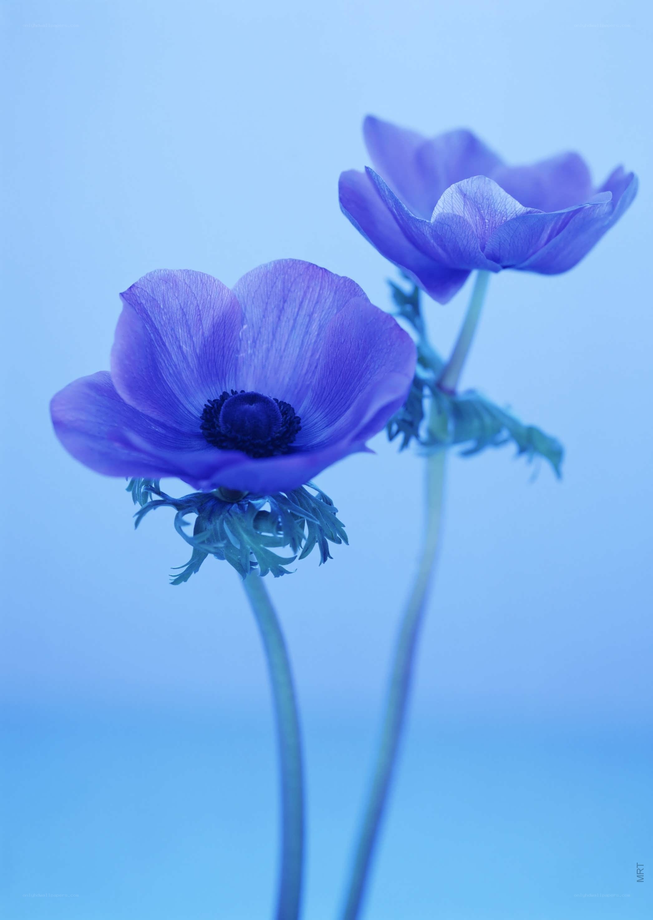 Purple anemone flowers