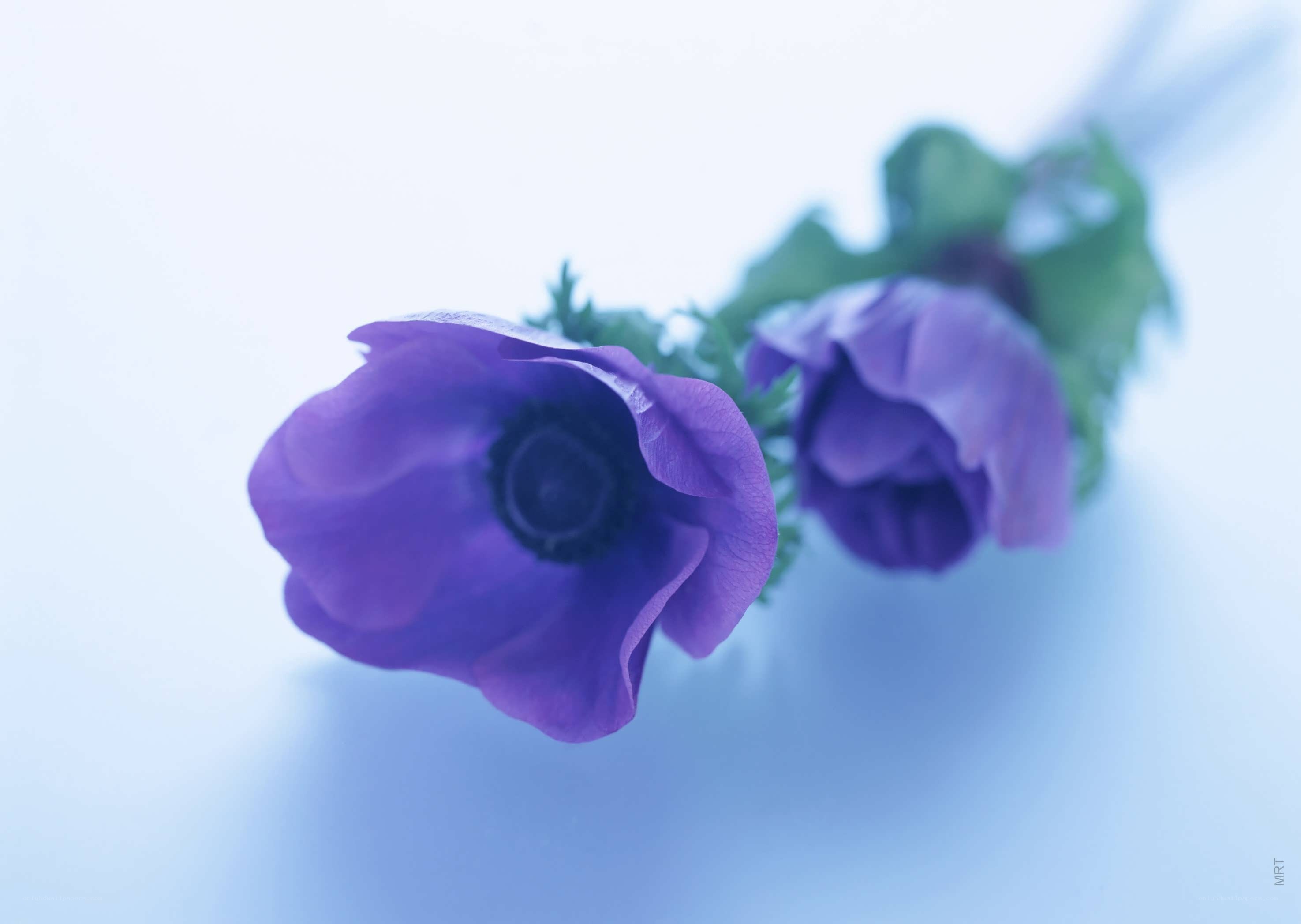 purple anemone flowers