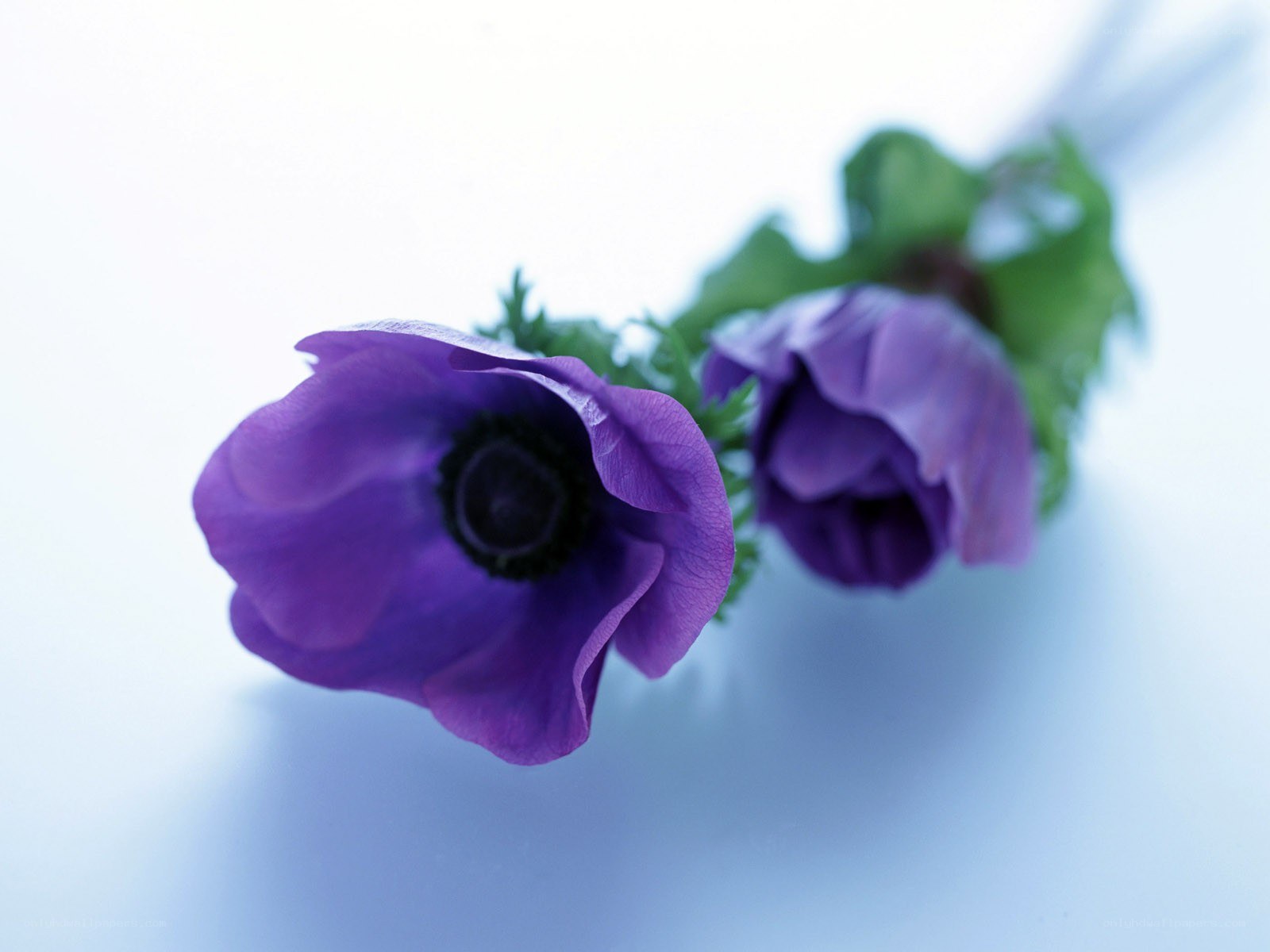 Purple anemone flowers