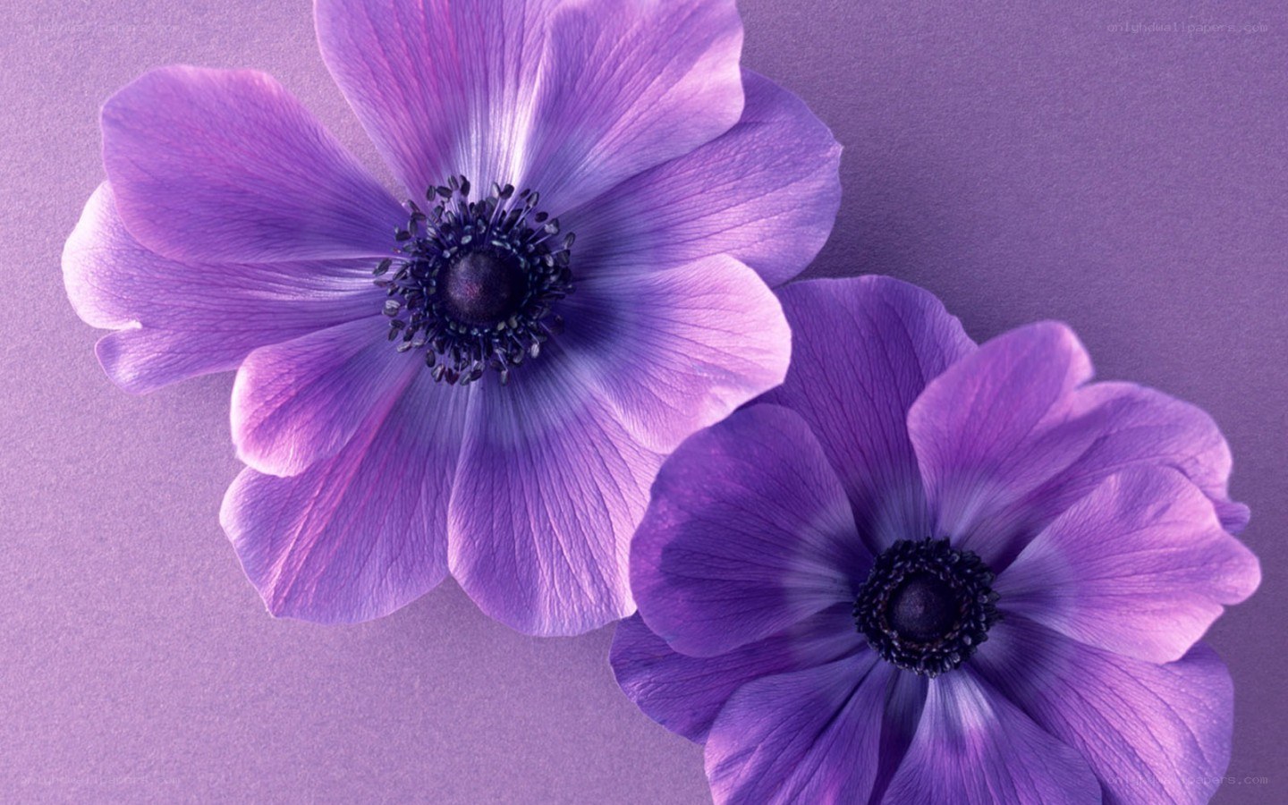 purple anemone flowers