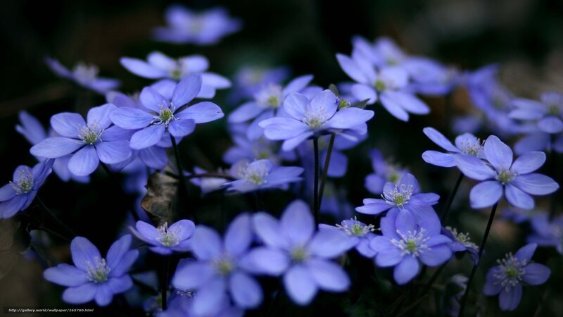 Purple Anemone Flowers — Blue, Serene, Spring