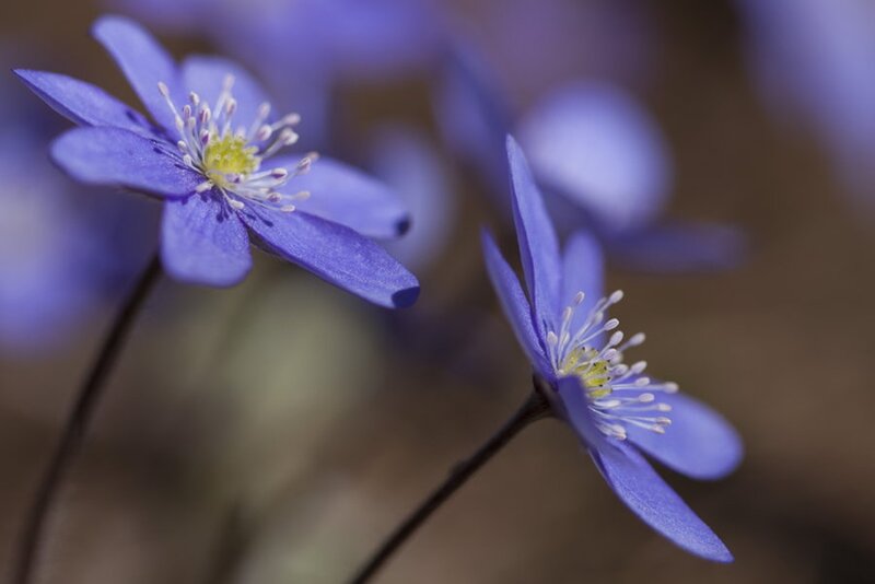 Purple Anemone Flowers — Blue, Serene