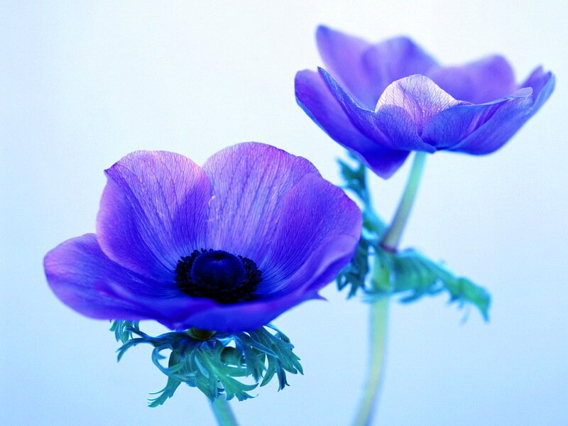 Purple Anemone Flowers — Blue