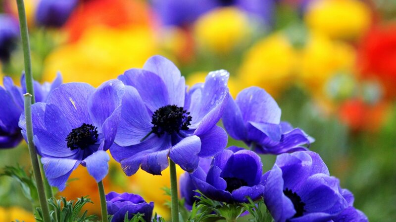 Purple Anemone Flowers — Blue, Vibrant, Spring