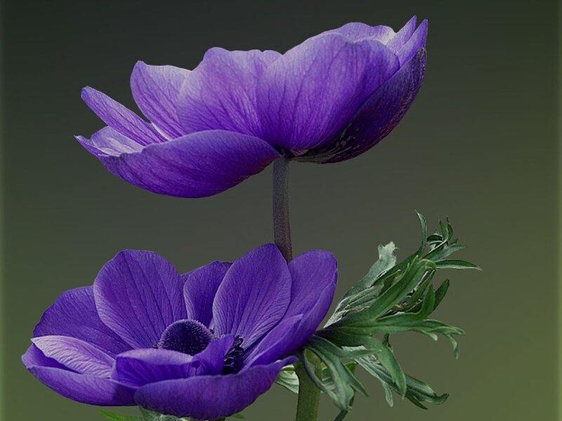 Purple Anemone Flowers — Calm, Photograph, Green Leaves