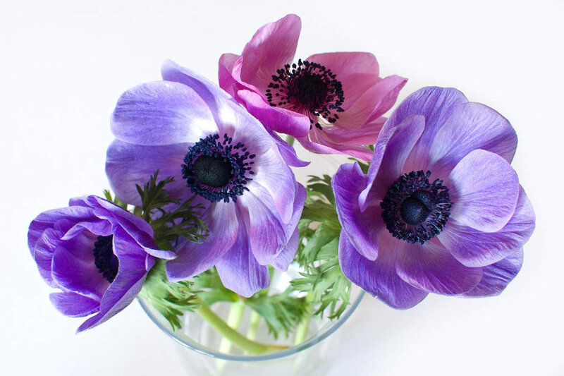 Purple Anemone Flowers — Calm, Photograph