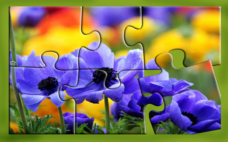 Purple Anemone Flowers — Calm, Spring
